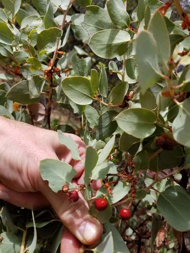 Whiteleaf Manzanita fruiting