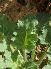 Hyoscyamus