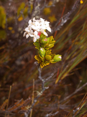 Pimelea buxifolia