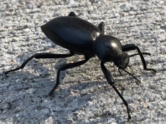 Coelocnemis dilaticollis