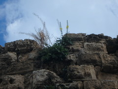 Verbascum levanticum