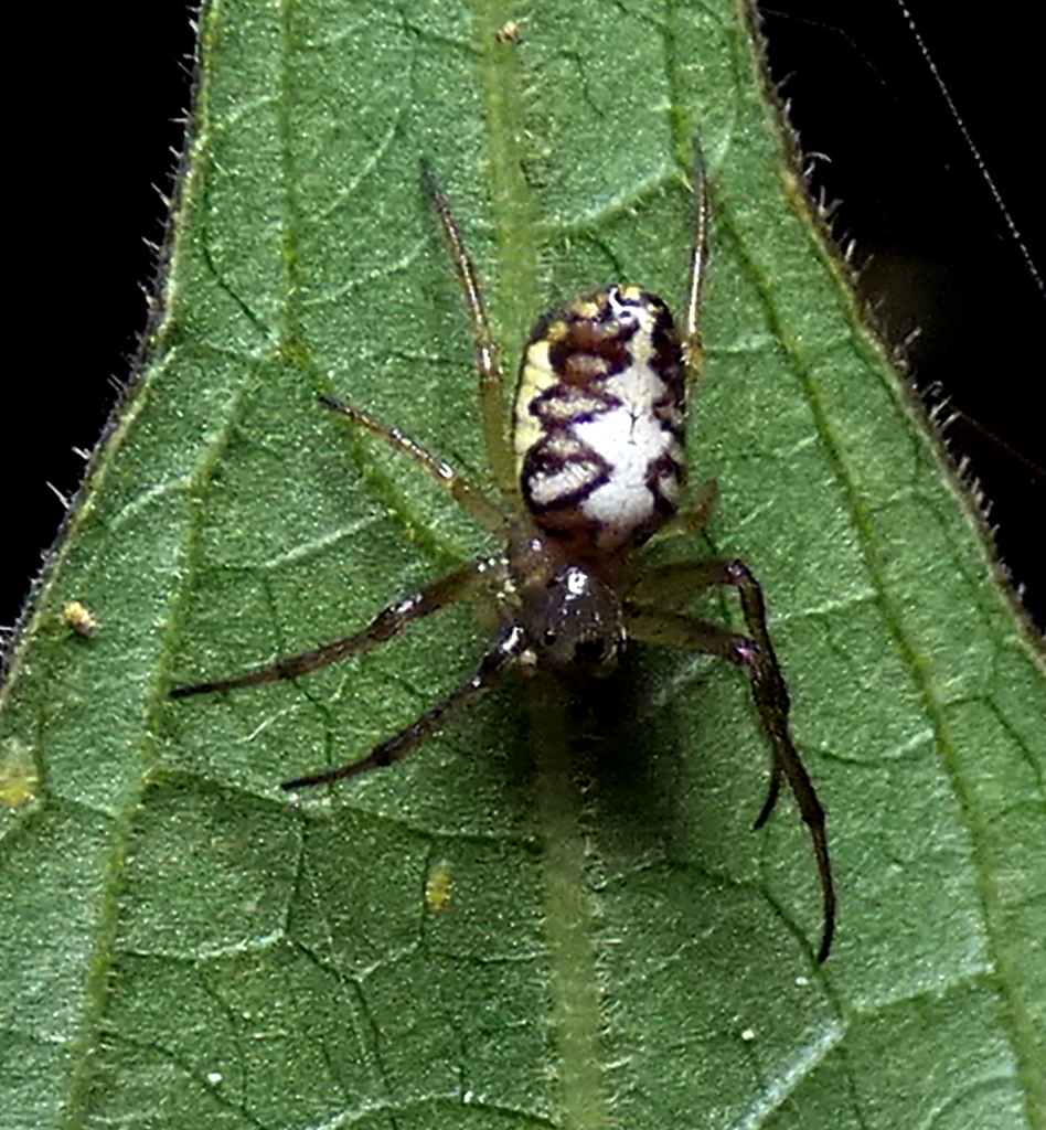 Alpaida moka