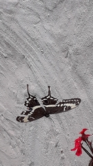 Papilio ophidicephalus