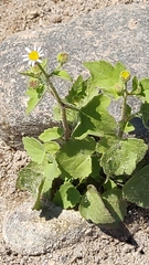 Galinsogeopsis spilanthoides, photograph Sinaloa Silvestre, CC0, iNaturalist via GBIF