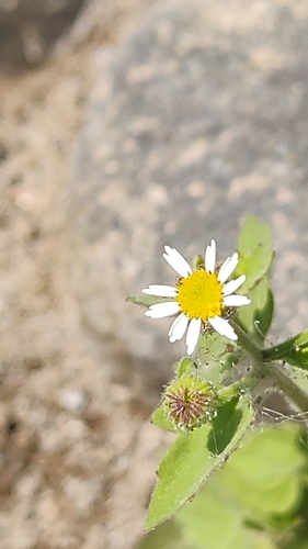 Galinsogeopsis spilanthoides, photograph 3