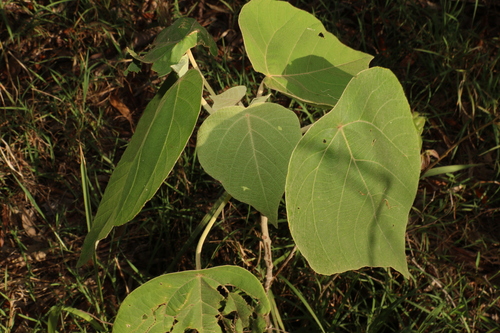 Image of Mallotus mollissimus by (c) Greg Tasney, some rights reserved (CC BY-SA)
