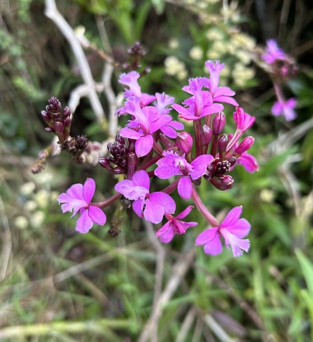 Image of Epidendrum jamiesonis by (c) John G. Phillips, some rights reserved (CC BY)
