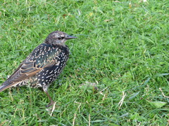 Sturnus vulgaris