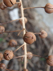 Verbascum levanticum