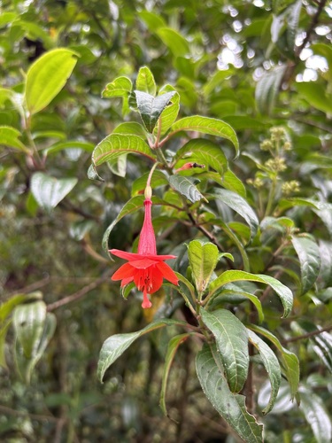 Fuchsia loxensis, photograph 5