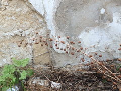 Verbascum levanticum