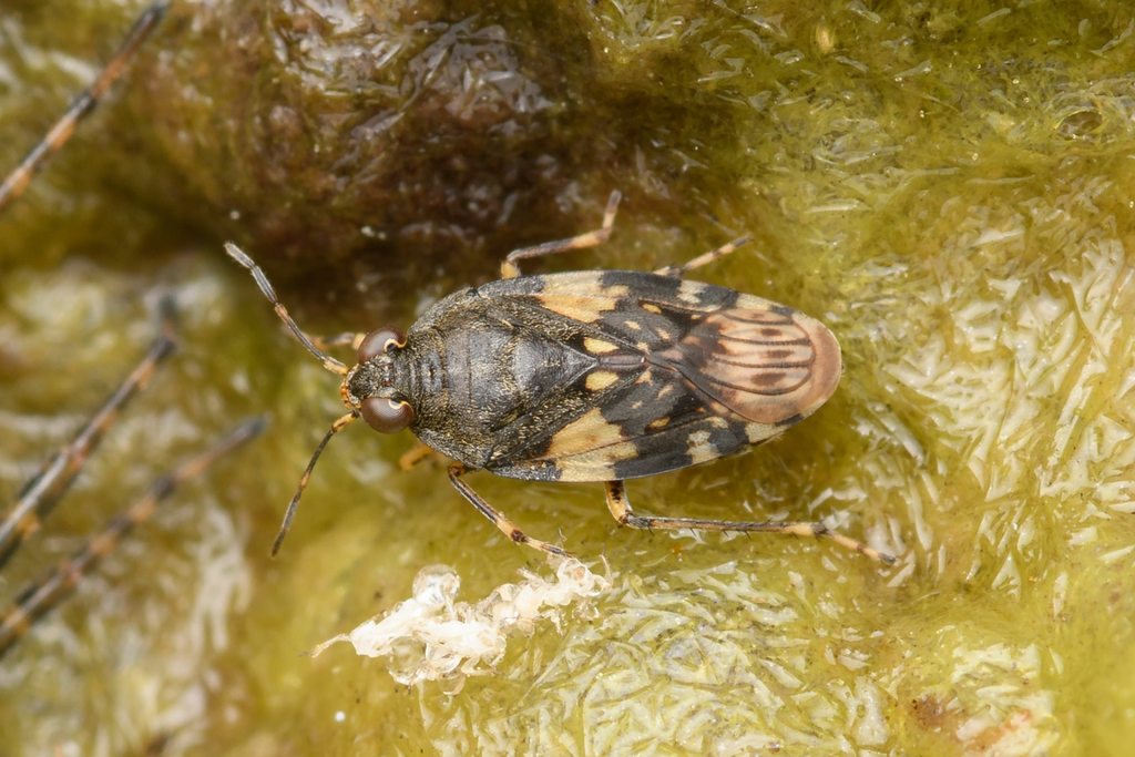 white-banded shore bug