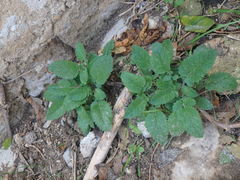 Verbascum levanticum
