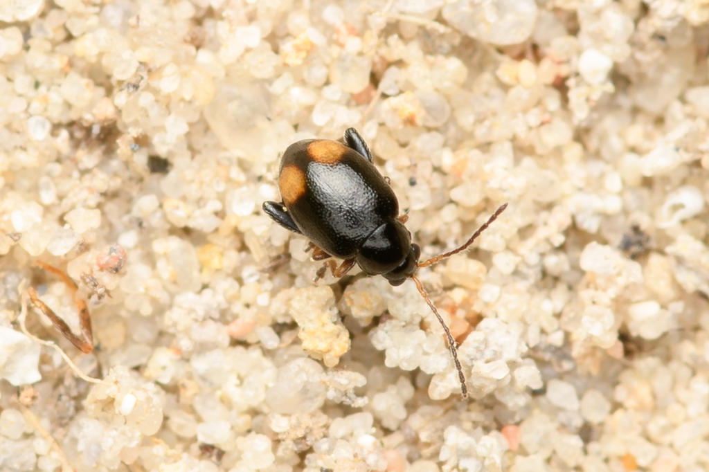 Longitarsus holsaticus