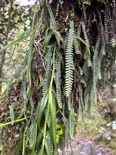 Ascogrammitis pichinchensis (Ascogrammitis pichinchensis)