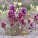 Exserted Indian Paintbrush - Photo (c) Paul G. Johnson, some rights reserved (CC BY-NC-SA), uploaded by Paul G. Johnson