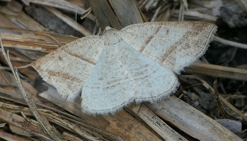 Northern Petrophora Moth photo 5