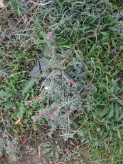 Echium angustifolium