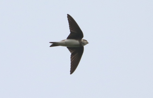 Bank Swallow