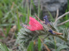 Echium angustifolium