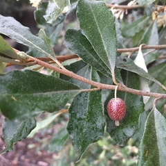 Elaeagnus oldhamii