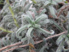 Echium angustifolium