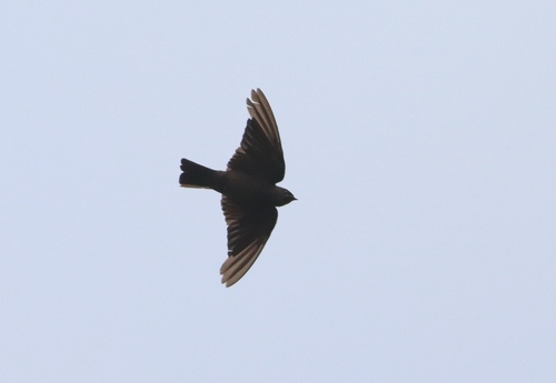 Square-tailed Sawwing
