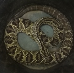 Crotalus durissus