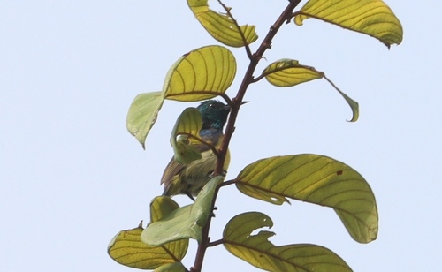 Variable Sunbird