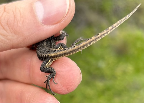 Stenocercus cadlei