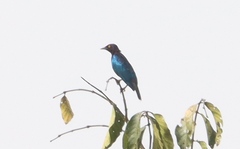 Copper-Tailed Starling photo 2