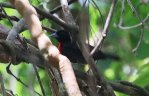 Blue-billed Malimbe