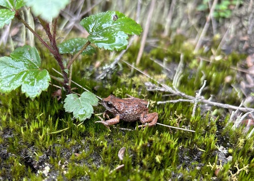 Intac Robber Frog, Pristimantis curtipes