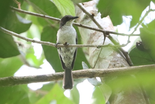African Forest-Flycatcher