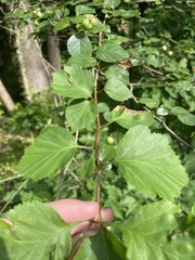 Crataegus aprica, photograph (c) Kristály Cravens-Liszak, some rights reserved (CC BY)