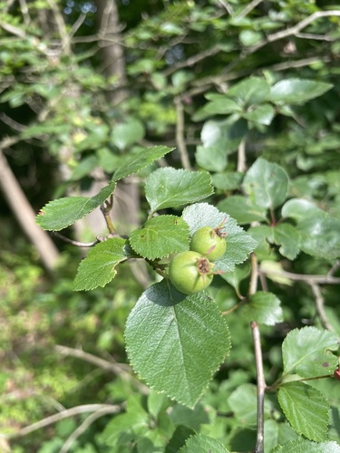 Crataegus sororia