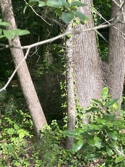 Crataegus aprica, photograph (c) Kristály Cravens-Liszak, some rights reserved (CC BY)