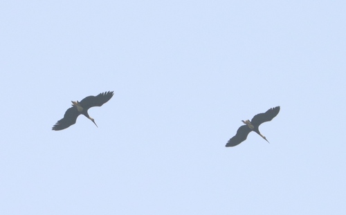 African Woolly-necked Stork