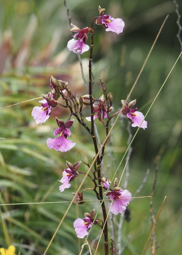 Caucaea olivacea, photograph 3