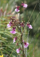 Caucaea olivacea, photograph (c) John G. Phillips, some rights reserved (CC BY)