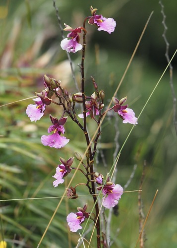 Caucaea olivacea, photograph 4