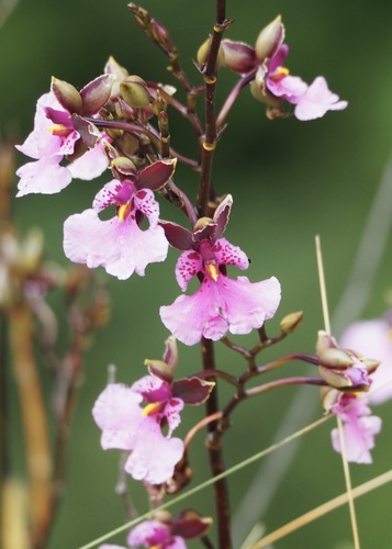 Caucaea olivacea, photograph 2