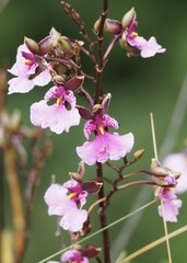 Caucaea olivacea, photograph (c) John G. Phillips, some rights reserved (CC BY)