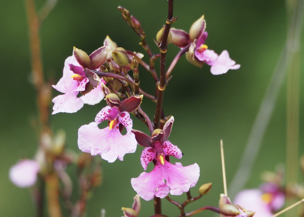Caucaea olivacea