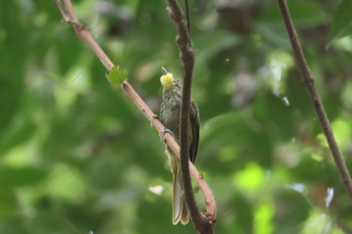 Western Bearded-Greenbul