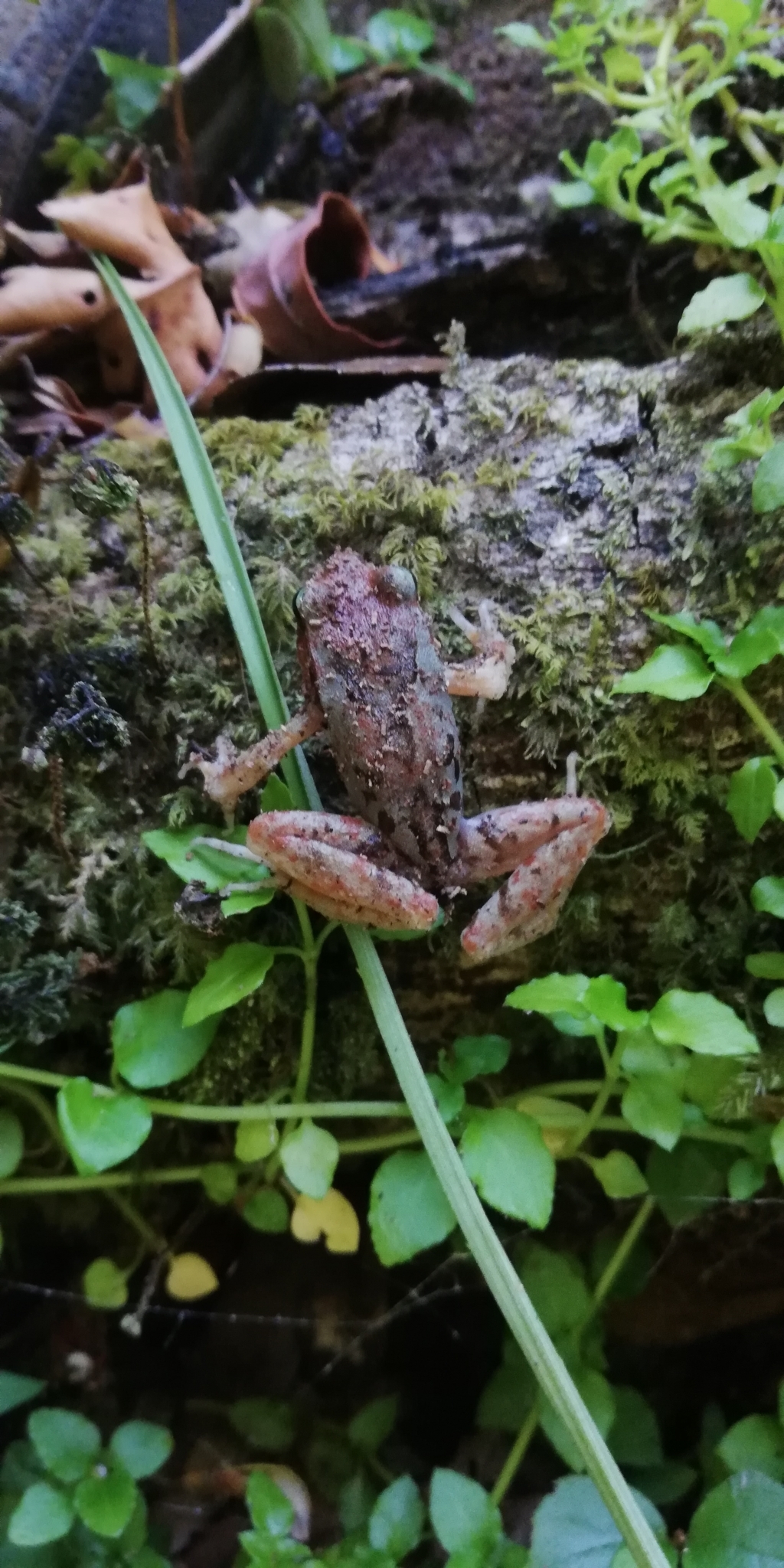 Eupsophus altor Nuñez, Rabanal & Formas, 2012