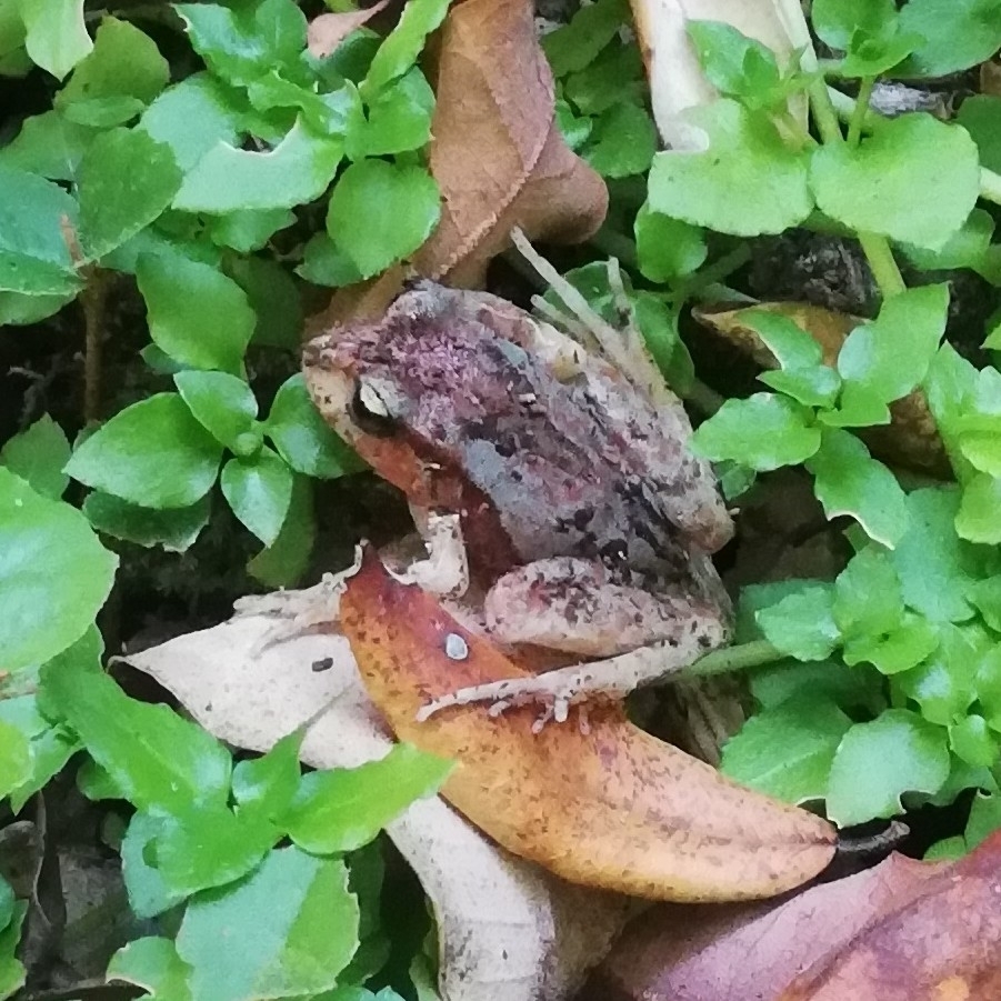 Eupsophus altor Nuñez, Rabanal & Formas, 2012