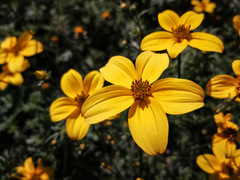 Bidens andicola