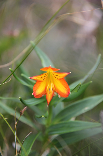 Alstroemeria foliosa (Alstroemeria foliosa)