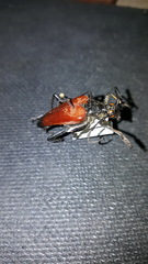 Stenelytrana emarginata
